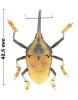 Rhinastus sternicornis